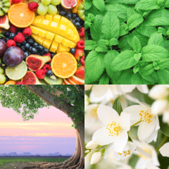 選択した香りタイプ