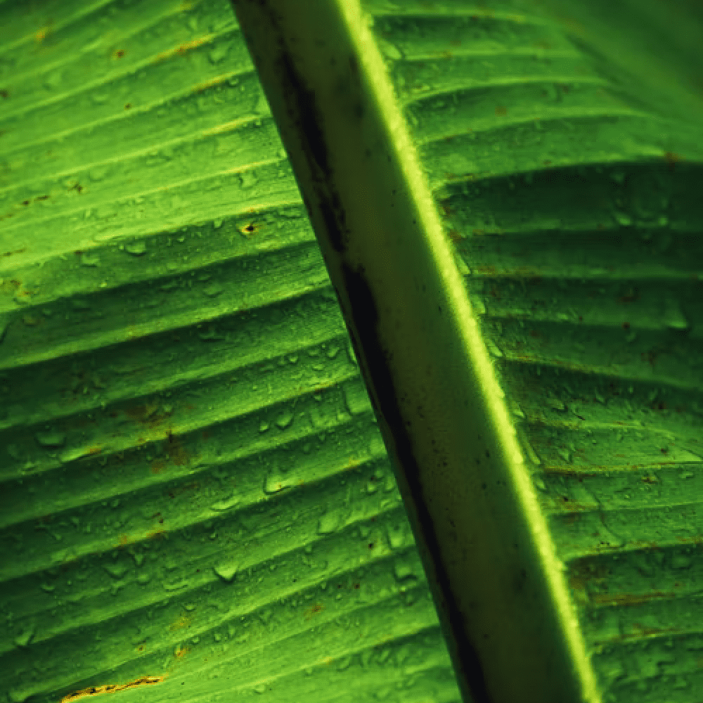 廃盤正規品＊ペンハリガン ジ インピュデント カズン マシュー 正規品 廃盤正規品＊ペンハリガン ジ インピュデント カズン マシュー