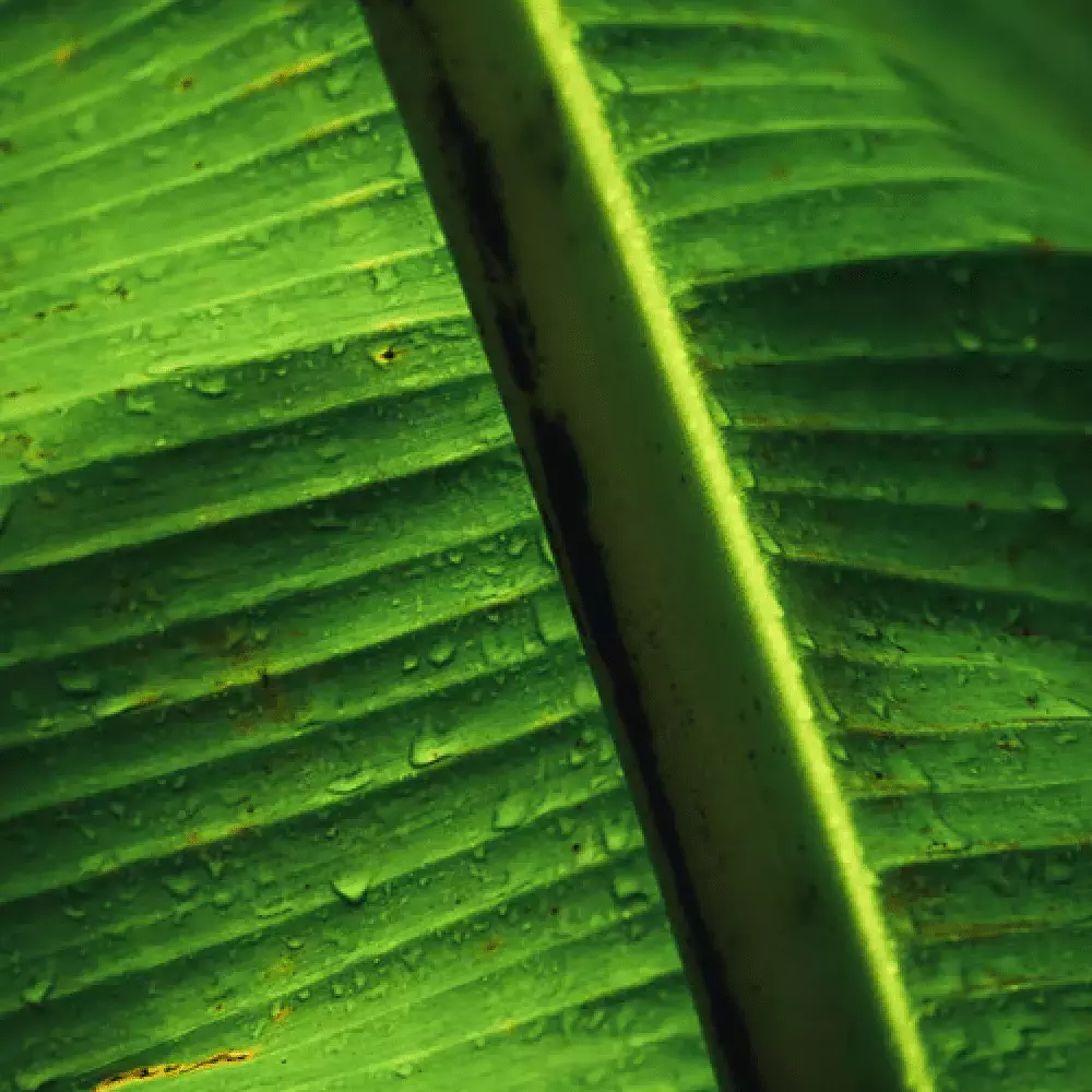 ジ インピュデント カズン マシュー - ペンハリガン (PENHALIGON'S