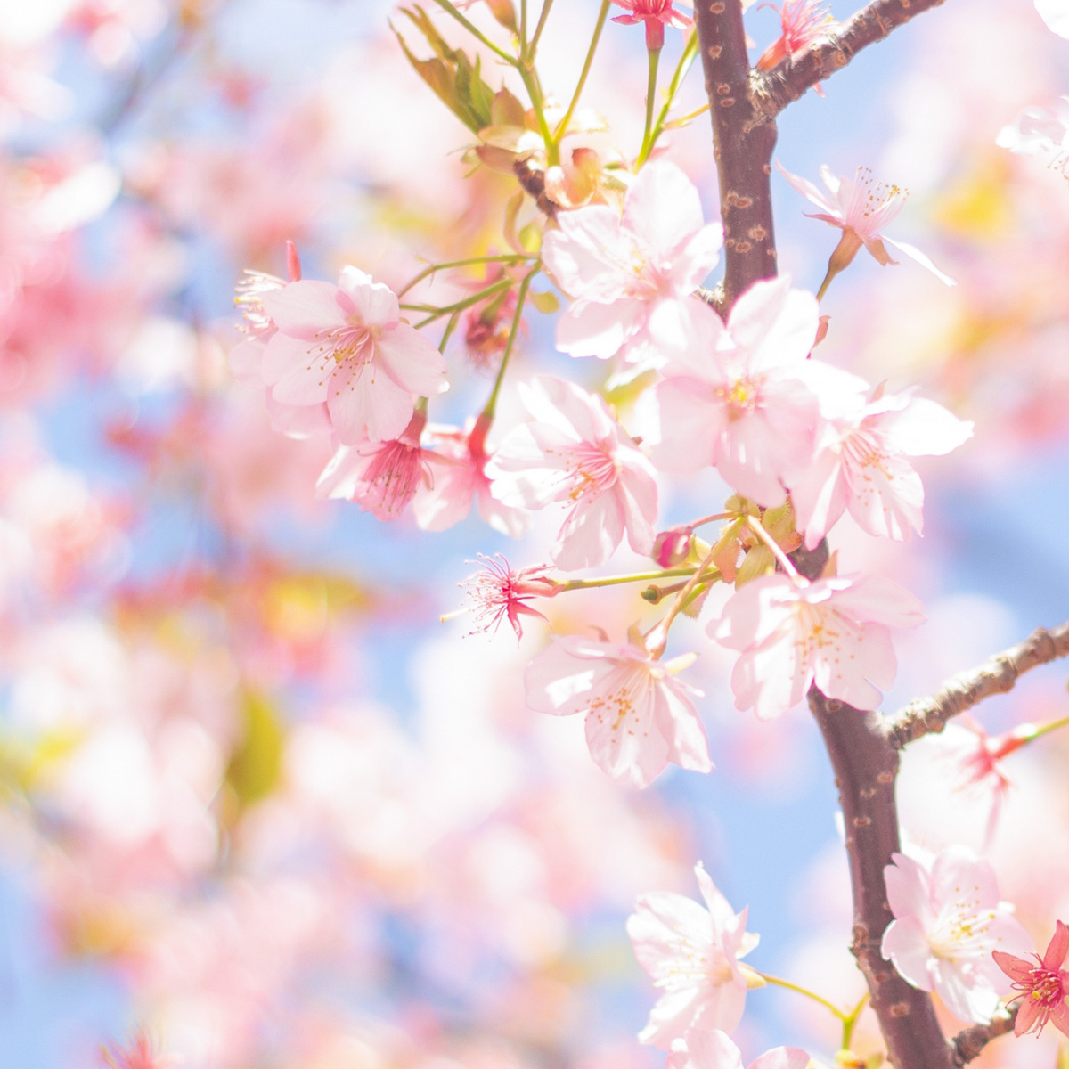 シャッセ オ パピオン エクストリーム 香水 | ラルチザン パフューム