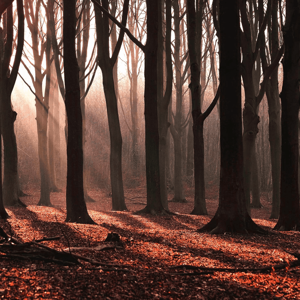 テネブラエ - ラルチザン パフューム (L'ARTISAN PARFUMEUR