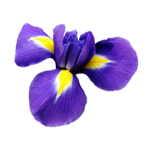 エトワール ドゥヌ ニュイ 香水 | グタール | お試しサイズ | カラリア