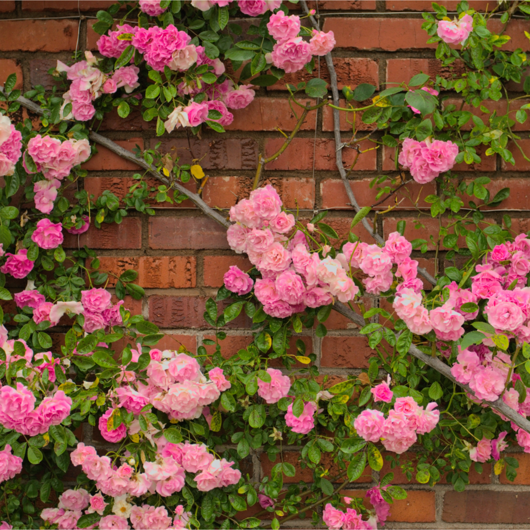 インフロレッセンス 香水 | バイレード | お試しサイズ | カラリア