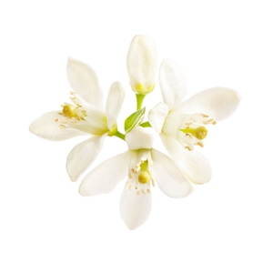 フルールドゥシトロニエ 香水 | セルジュ ルタンス | お試しサイズ