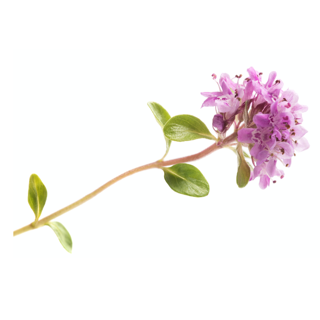 メディテラネオ オードパルファン - カルトゥージア (CARTHUSIA