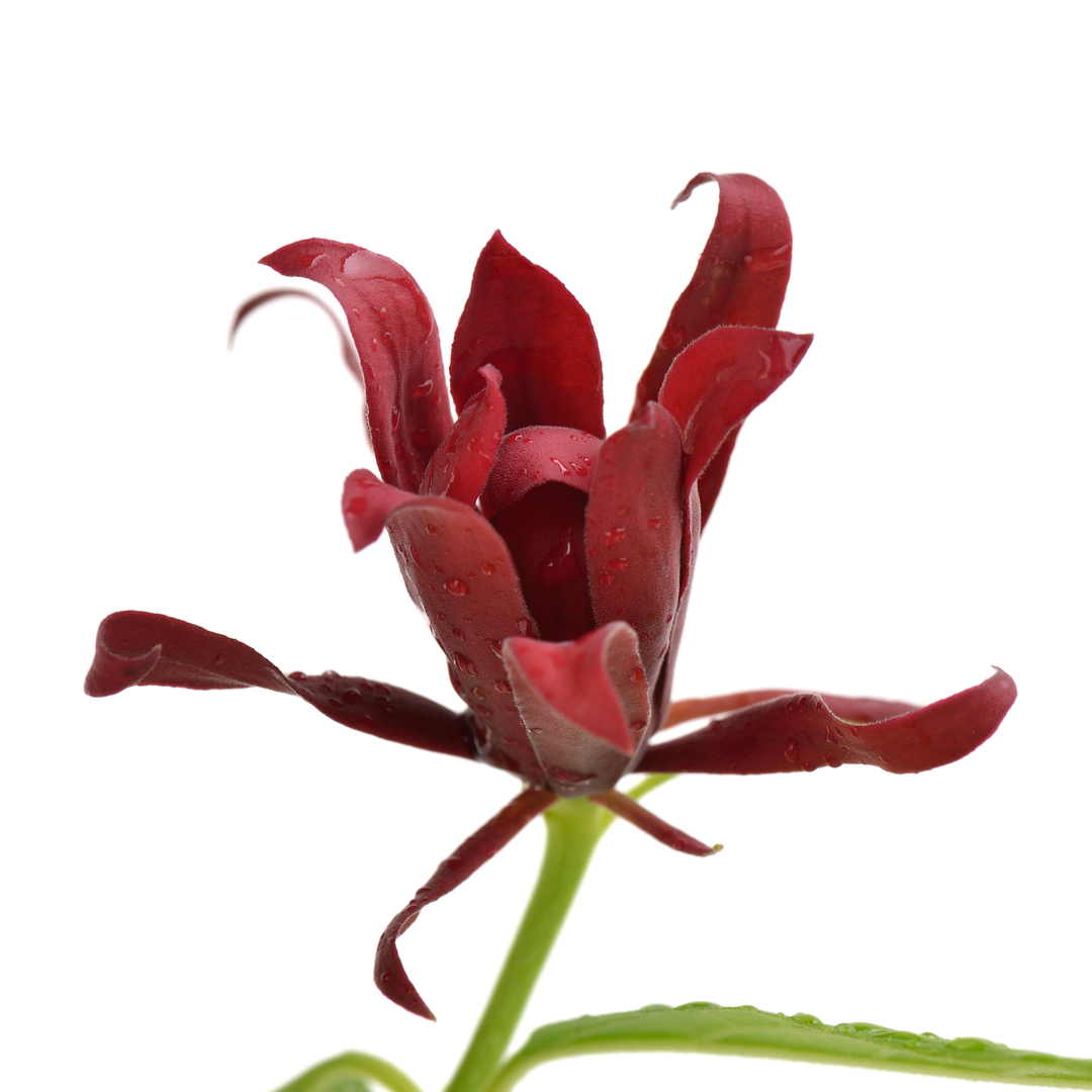 【新品未使用】ACCA KAPPA　カリカントゥス　EDT　１００ml 　送料込 Celes (セレス) | Acca Kappa - Calycanthus(アッカカッパ