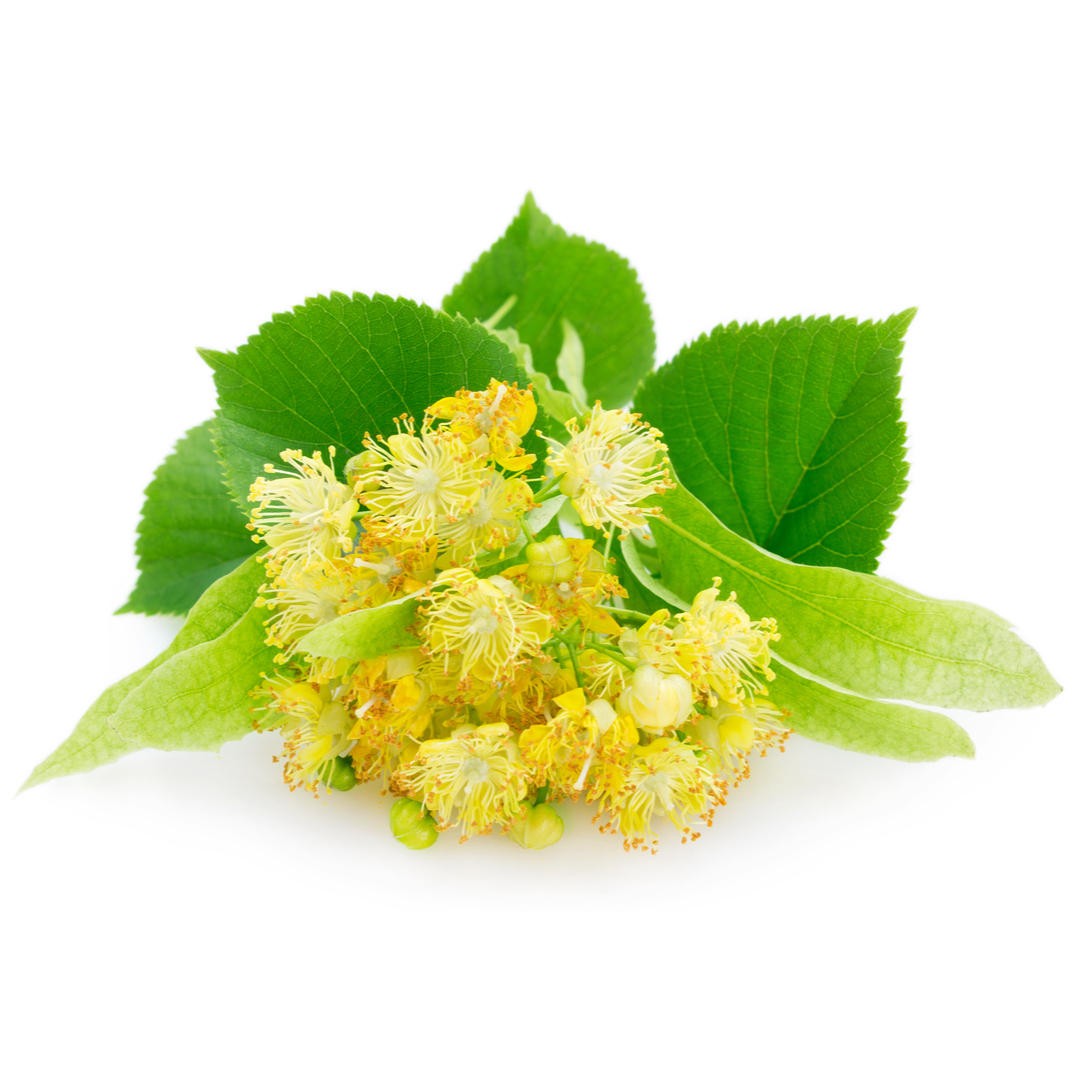 シャッセ オ パピオン オードトワレ 香水 | ラルチザン パフューム