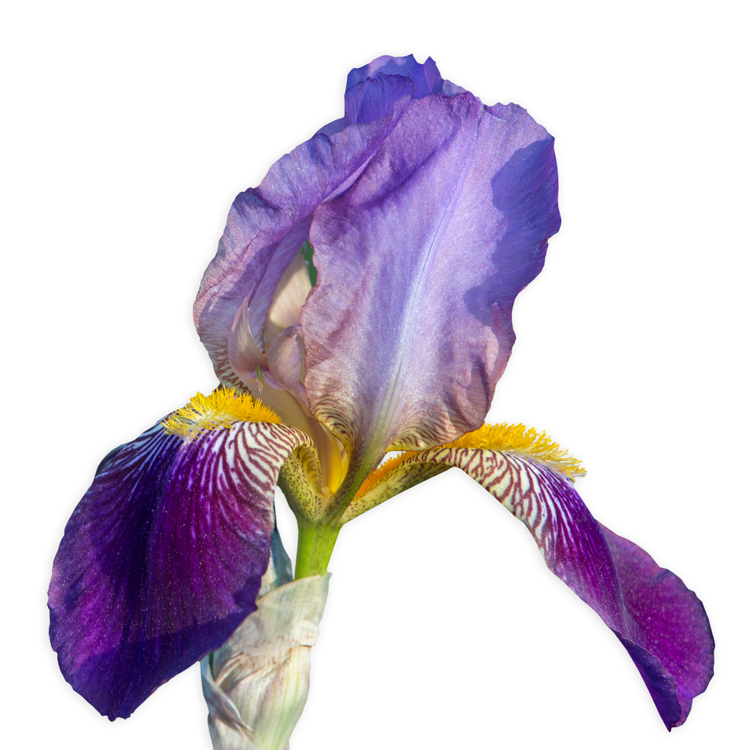 Bloom Ambrosia Di Fiori Coloria カラリア