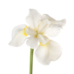 square_400_ad75435d-f394-43ab-