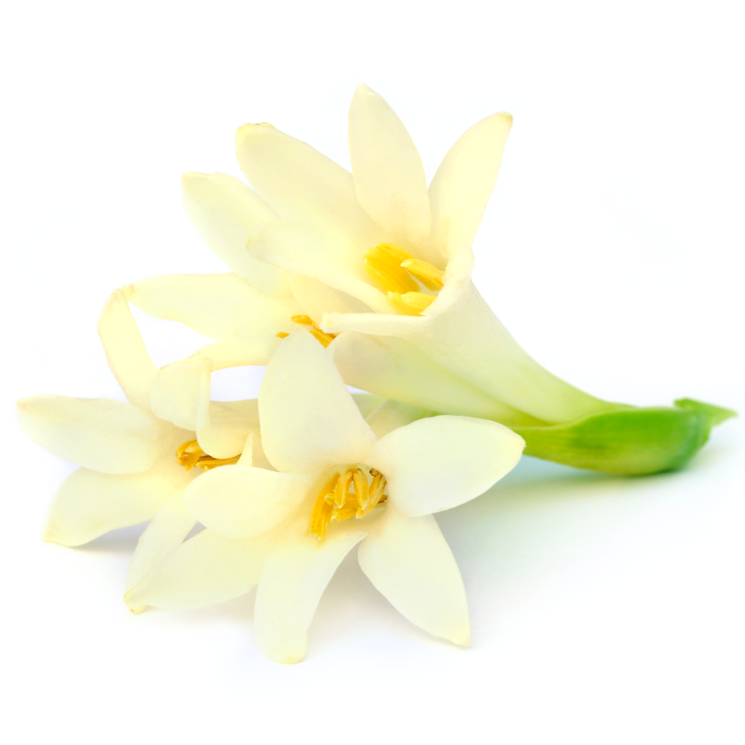 ハナヒラク - パルファンサトリ (PARFUM SATORI) | カラリア