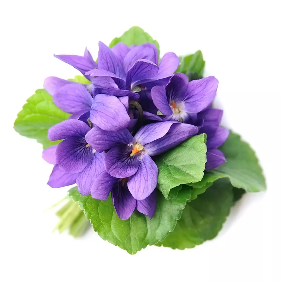 ミラーハリス  チュベローズ ノワード チュベローズ｜products｜メゾンフレグランス Miller