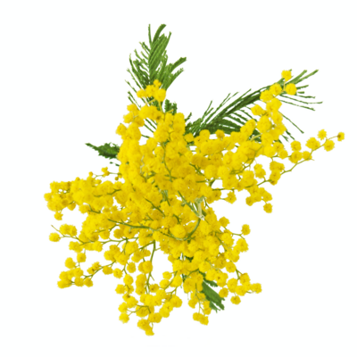 ミラーハリス  チュベローズ 試してみた】ノワード チュベローズ オーデパルファム ミラー ハリスの