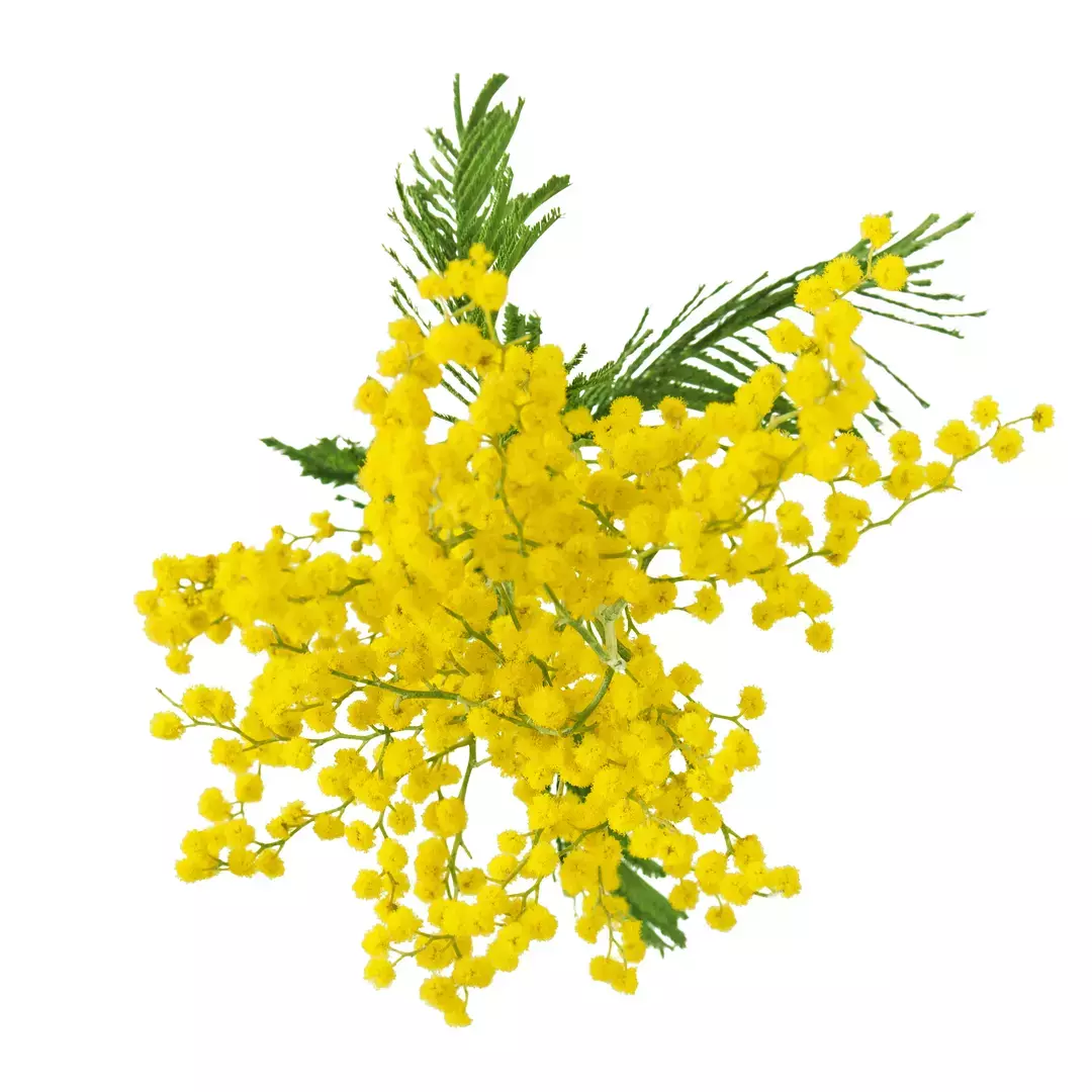 ワサンボン - パルファンサトリ (PARFUM SATORI) | カラリア