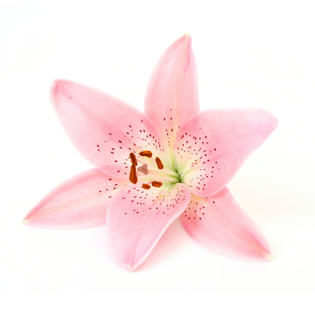 ドルチェ&ガッバーナ リリー レース ワンピース フローラルプリント