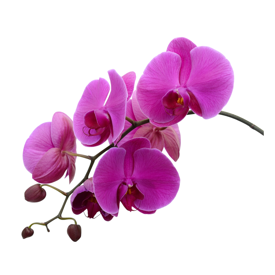 CASWELL MASSEY キャスウェル・マッセイ  オーキッド 60ml オーキッド – CASWELL-MASSEY®︎