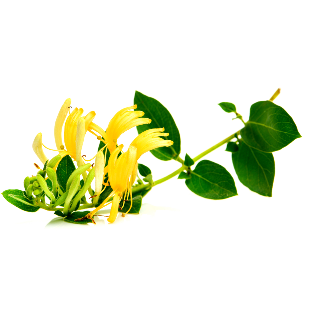 イカット ジャスミン - エアリン (AERIN) | カラリア