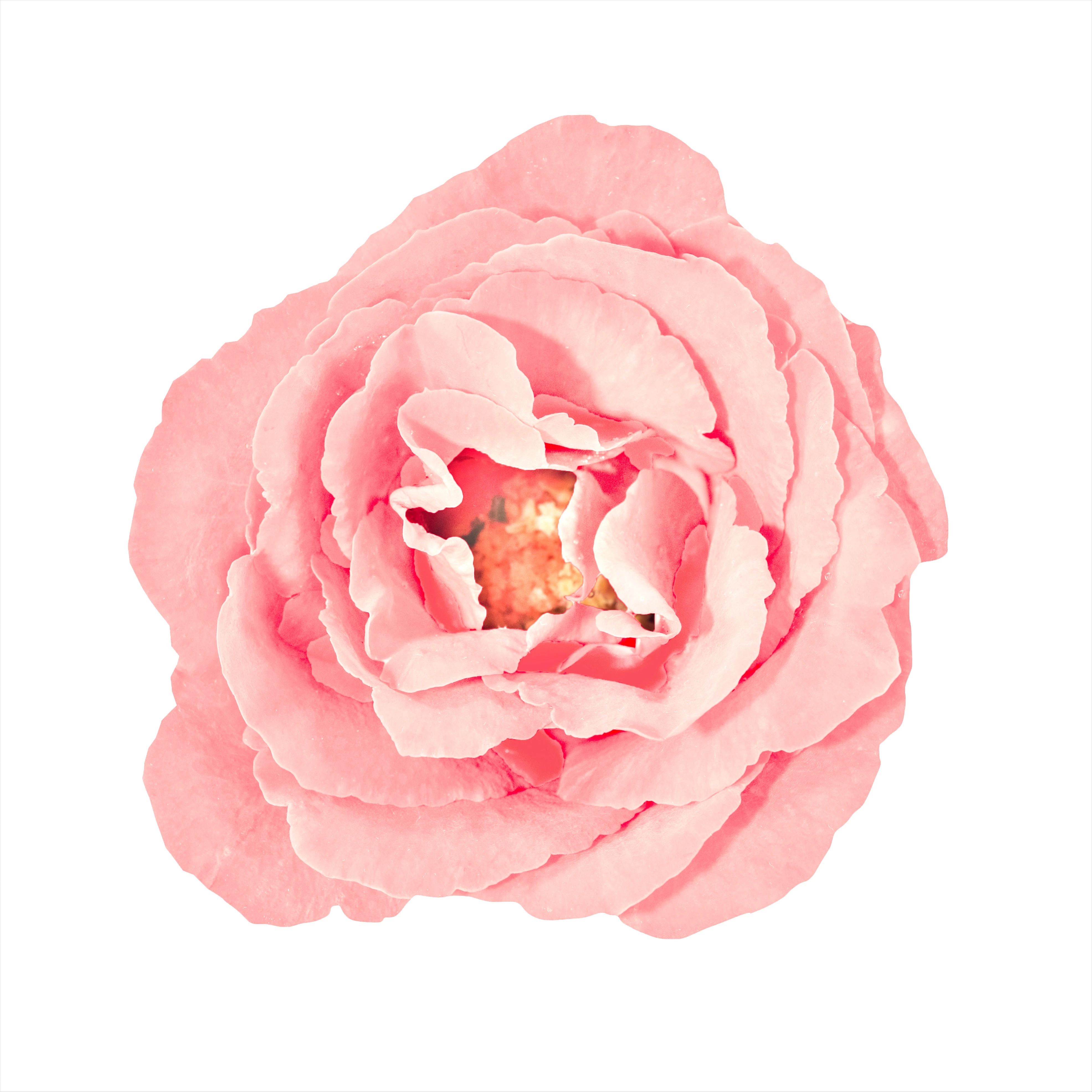 パルファンサトリ『睡蓮-Suiren-』(旧ボトル) 睡蓮 -Suiren - PARFUM SATORI