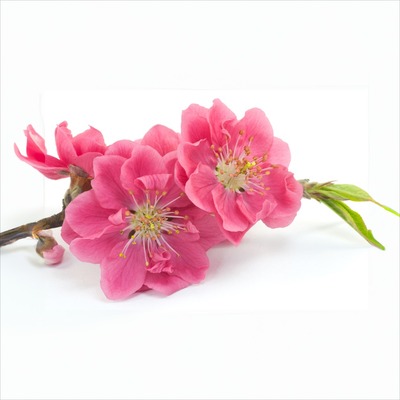 パルファンサトリ　夜の梅 夜の梅 -Yoru no Ume - PARFUM SATORI