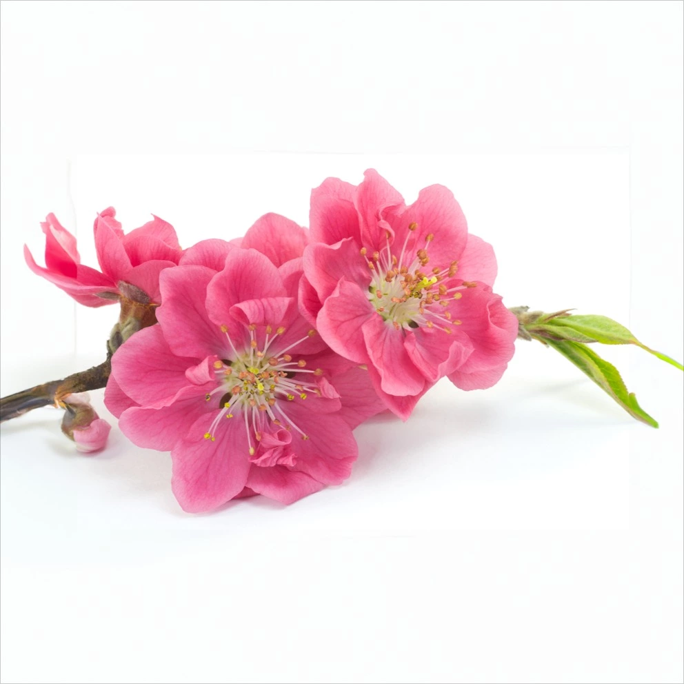 夜の梅 香水 | パルファンサトリ | お試しサイズ | カラリア