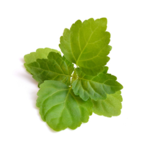 ジ インピュデント カズン マシュー 香水 | ペンハリガン | お試し