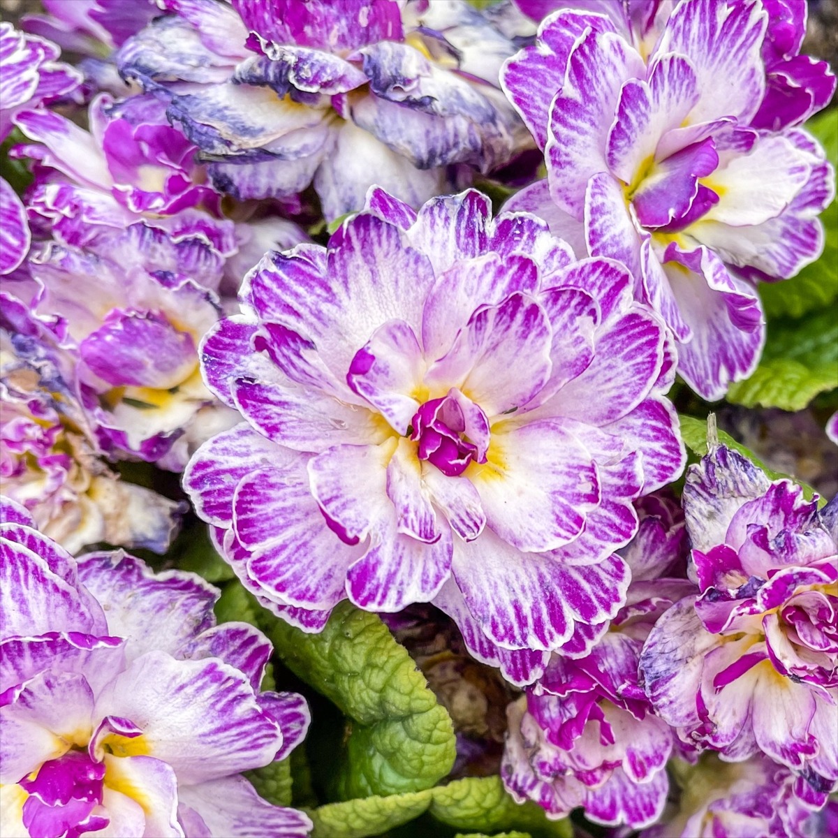 PARFUM SATORI /パルファン サトリ 侘助 侘助-WABISUKE-｜一輪の赤い椿に射す朝の光 - PARFUM SATORI -