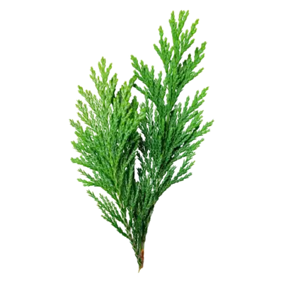 ヒノキ（枝葉）