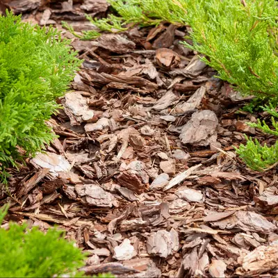 ヒノキ（枝・幹のチップ）