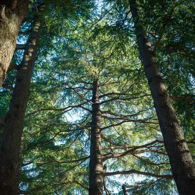 中国のヒマラヤスギ