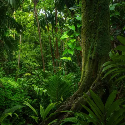 ジャングルの樹木