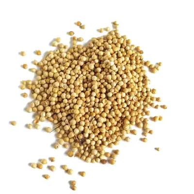 コリアンダーの種