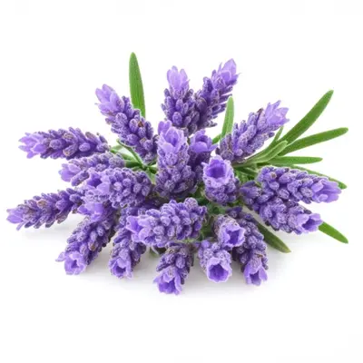 ラベンダーブロッサム