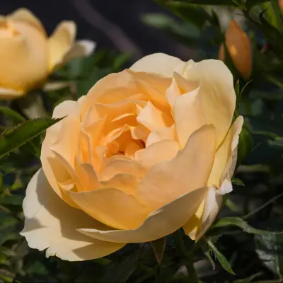 アンバーローズ