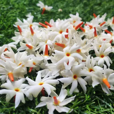 オレンジジャスミン