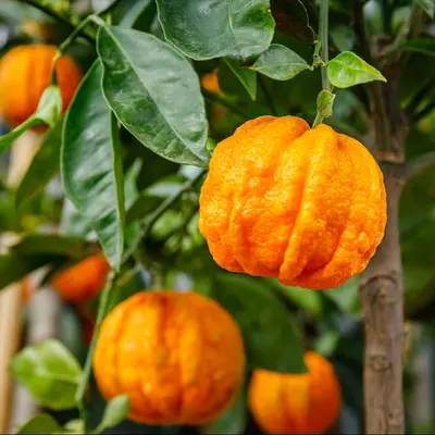 オレンジビター