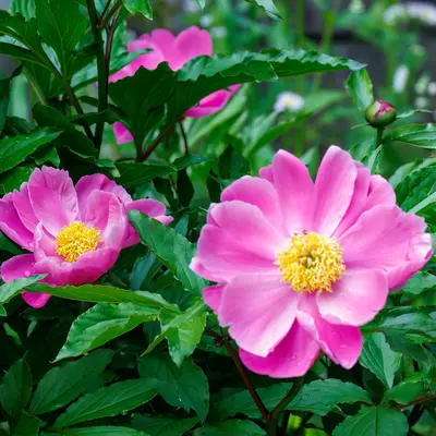 チャイニーズピオニー