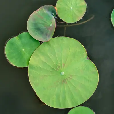 ロータスリーフ