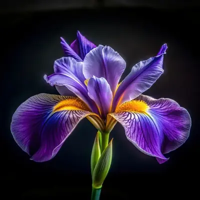 ブラックバイオレット