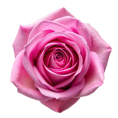 クリスタルローズ