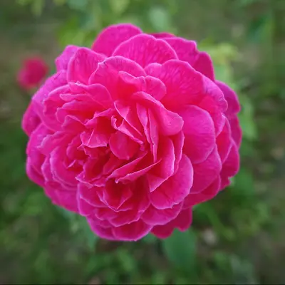 ターキッシュローズアブソリュート