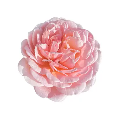 ローズセンティフォリアアブソリュート