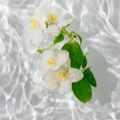 アクアジャスミン