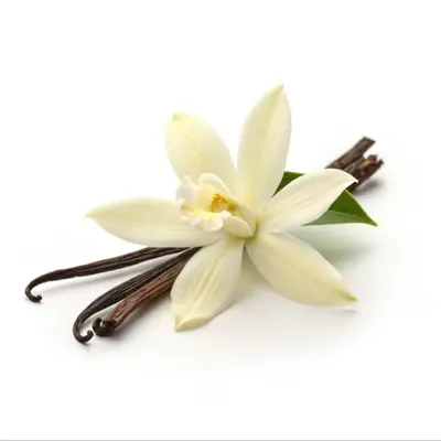 プロヴァンス産バニラ