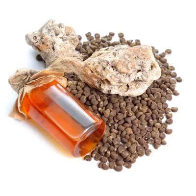 アンブレット（ムスクマロウ）