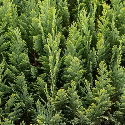 タスカンサイプレス