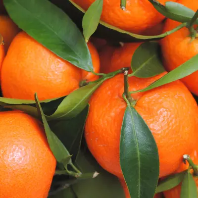 シチリアンマンダリン