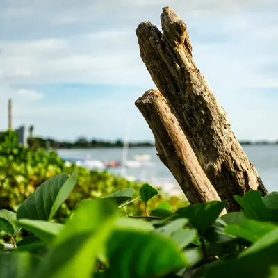 グリーンオセアニックウッディ