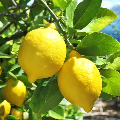 イタリアンシトラスフルーツ