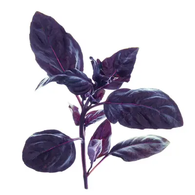 パープルバジル