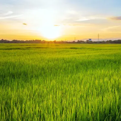 草原（イネ科）