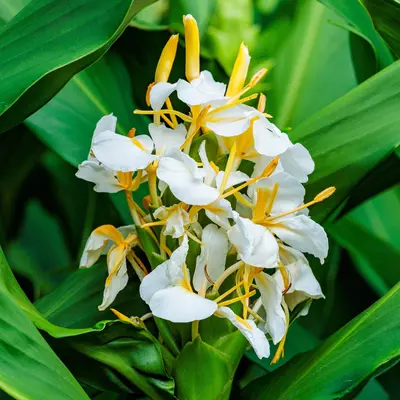 ジンジャーの花